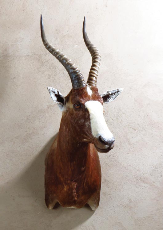 Blesbuck view 2
