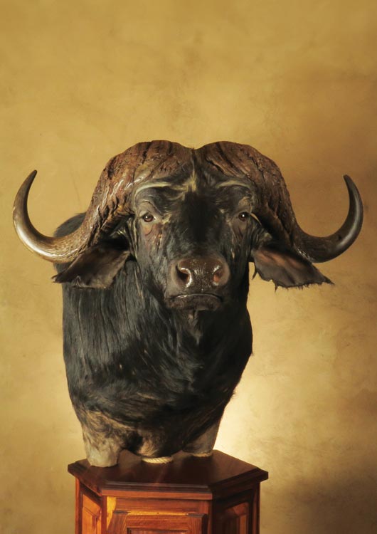 Cape Buffalo view 2