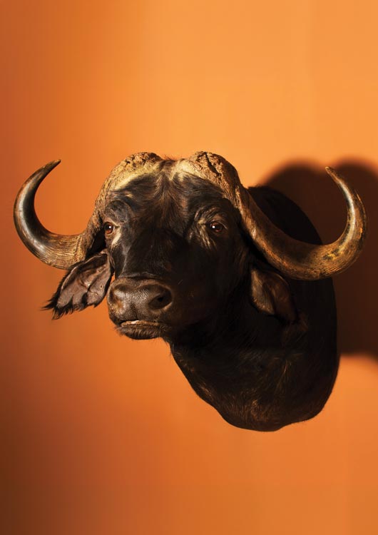 Cape Buffalo view 3