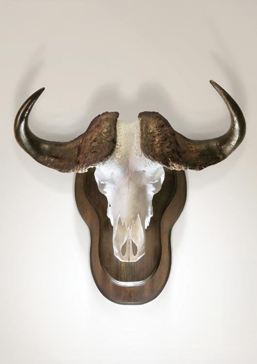 Cape Buffalo view 4