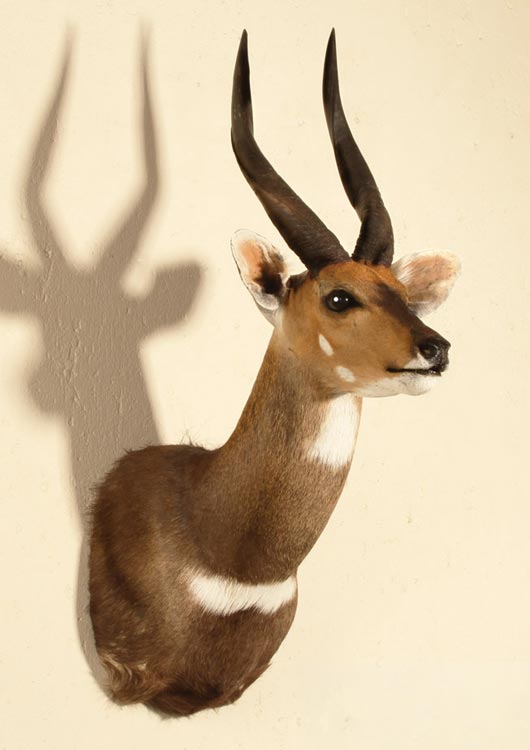 Bushbuck view 2