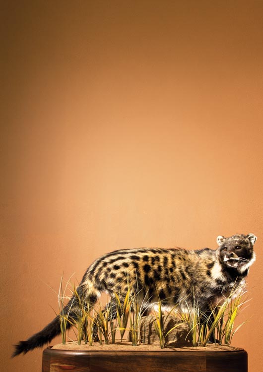 African Civet view 2