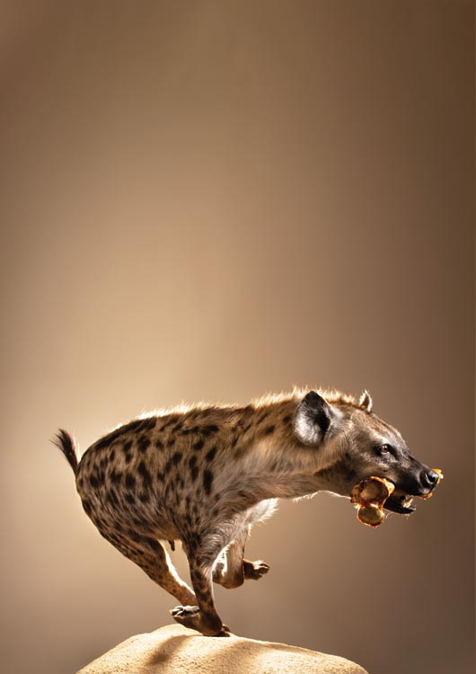 Spotted Hyena view 2