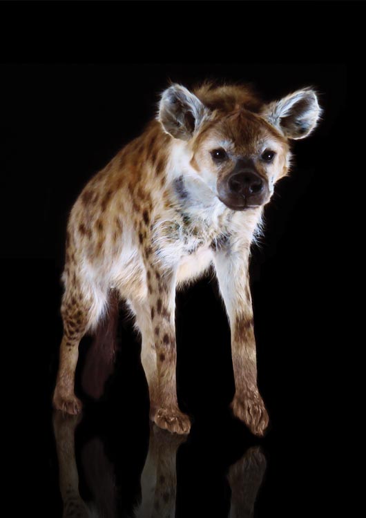 Spotted Hyena view 3