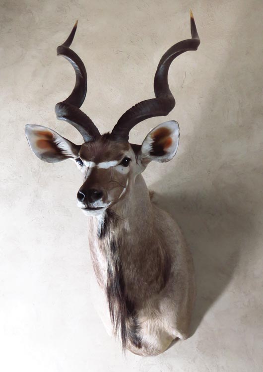 Greater Kudu view 2