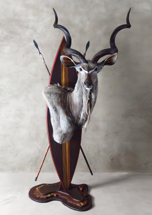 Greater Kudu view 3