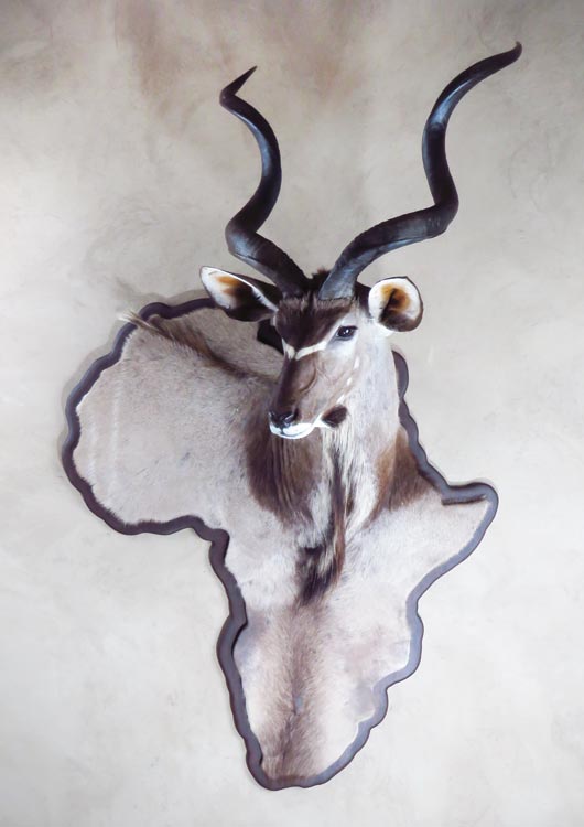 Greater Kudu view 4