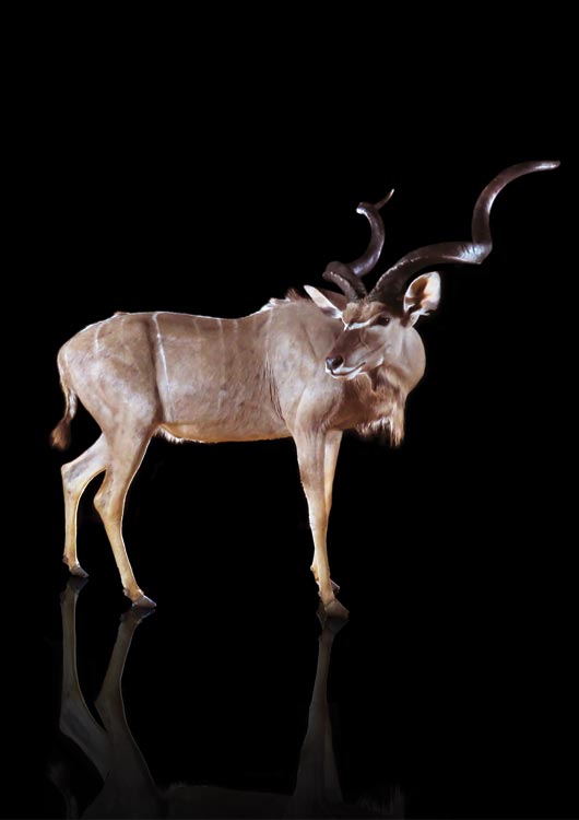 Greater Kudu view 5