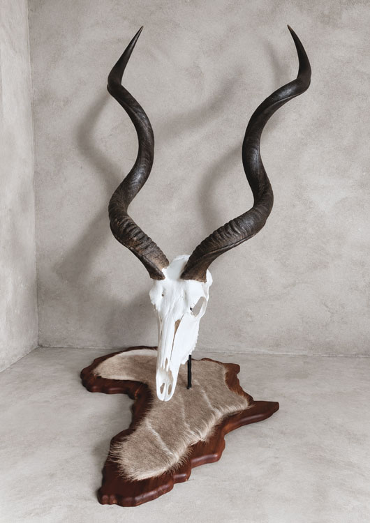Greater Kudu view 6
