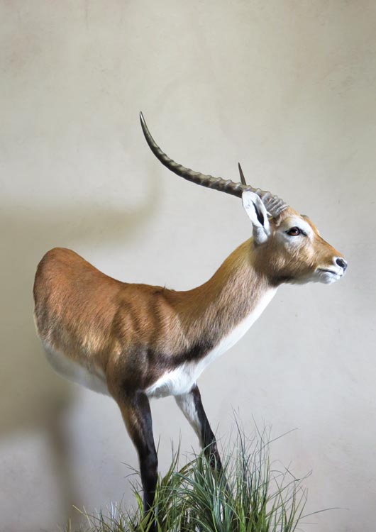 Red Lechwe view 2
