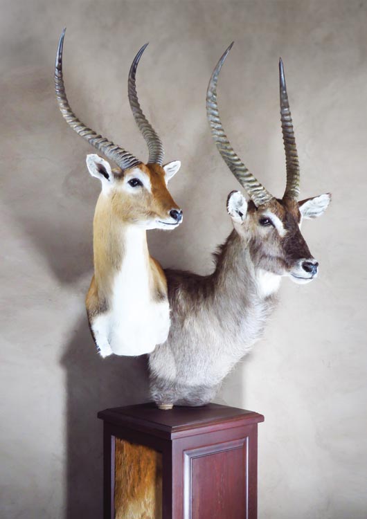 Red Lechwe view 3