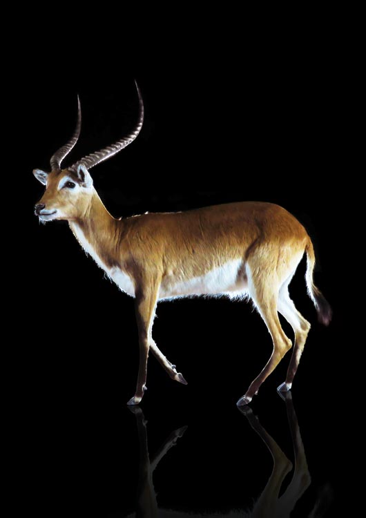 Red Lechwe view 4