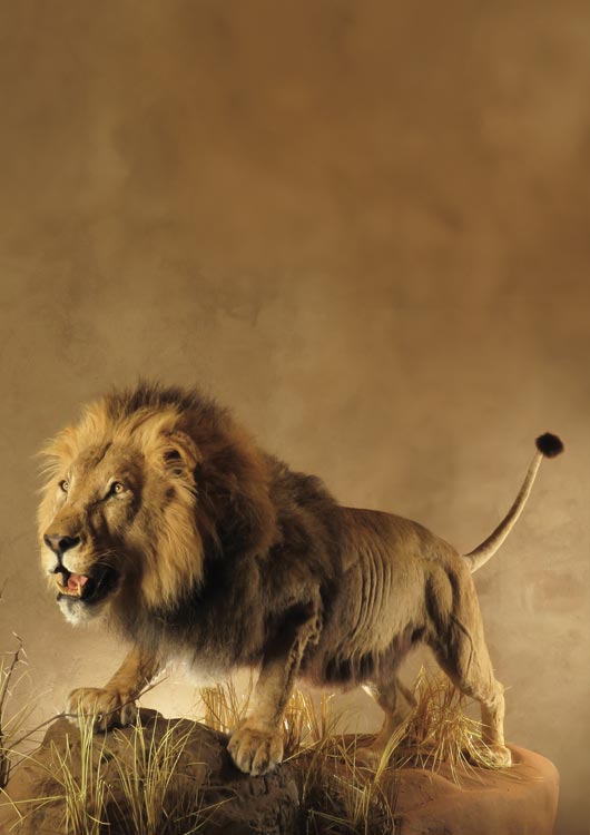 African Lion view 2