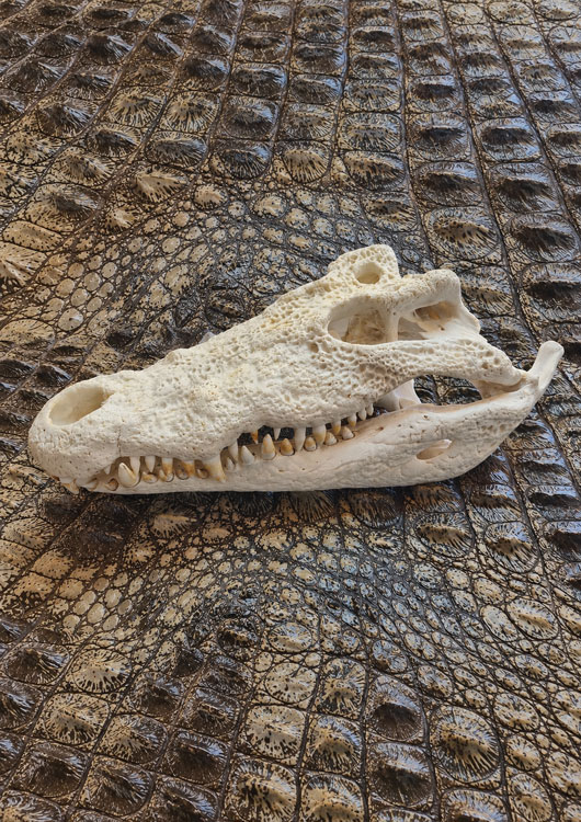 Nile Crocodile view 2