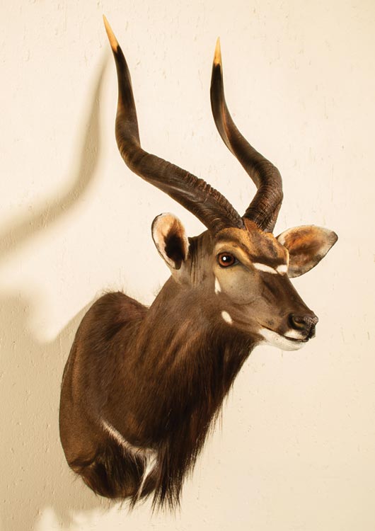 Nyala view 2