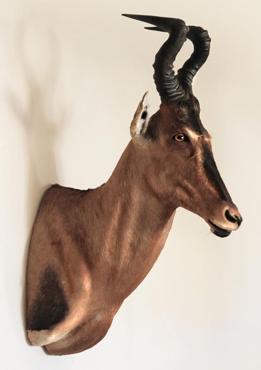 Red Hartebeest view 2