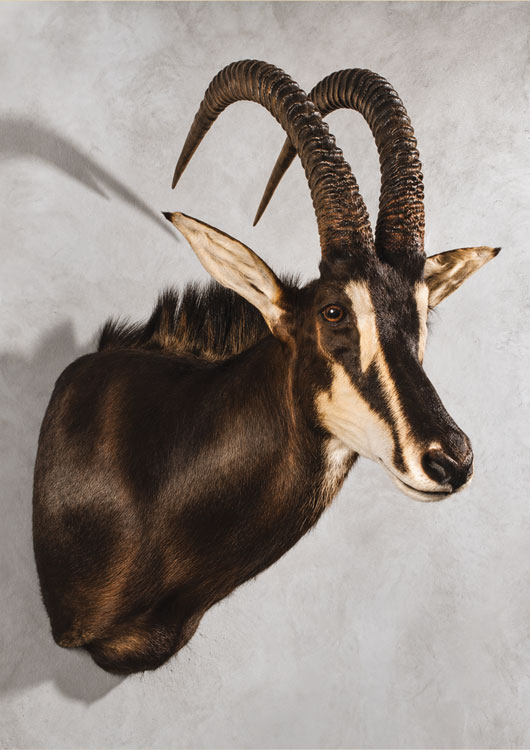 Sable Antelope view 3