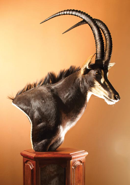 Sable Antelope
