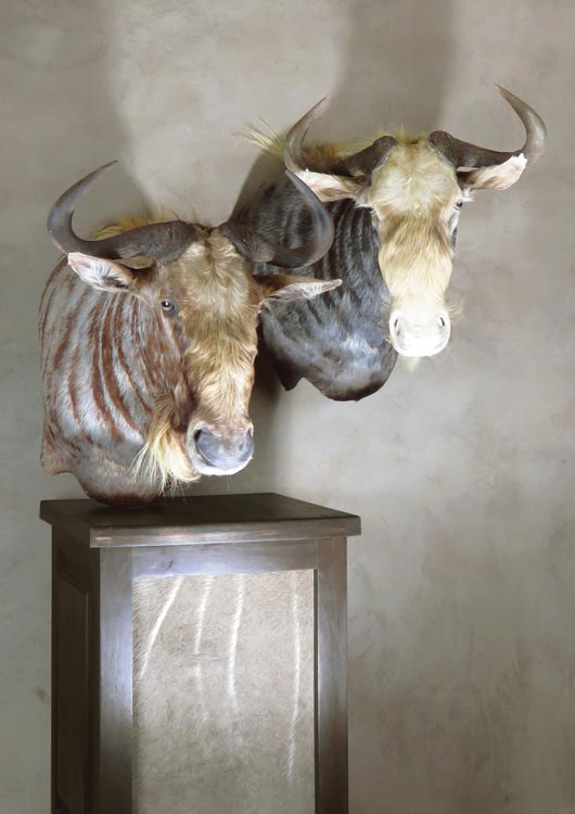 Black Wildebeest view 2