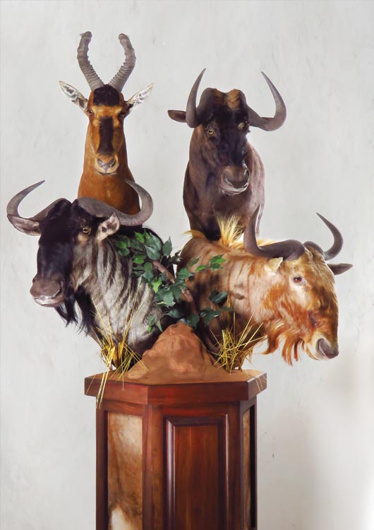 Black Wildebeest view 3