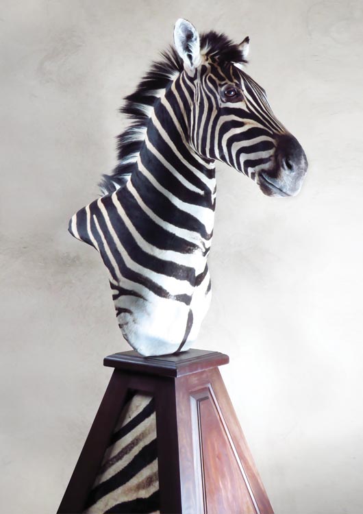 Burchell’s Zebra view 2
