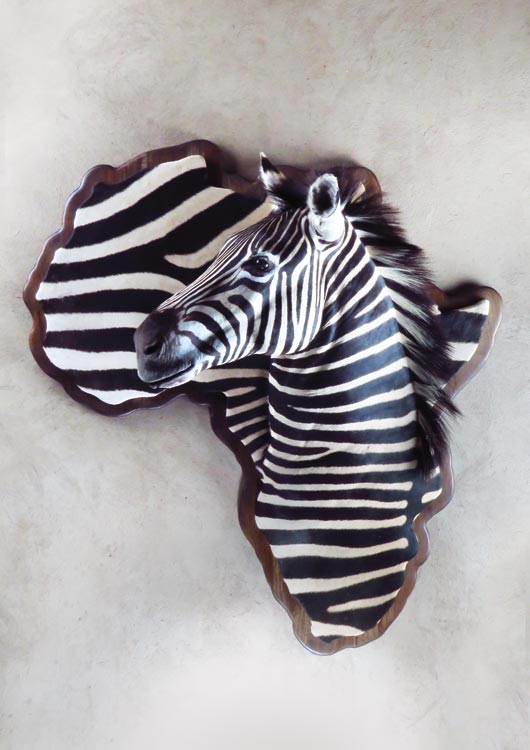 Burchell’s Zebra view 3