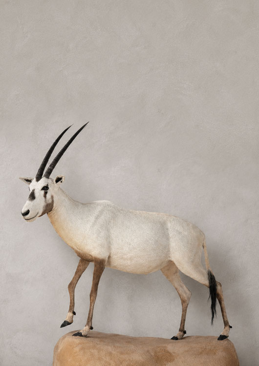 Arabian Oryx
