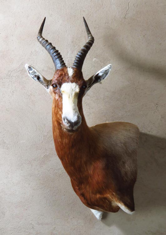 Blesbuck