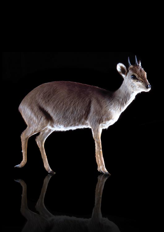 Blue Duiker