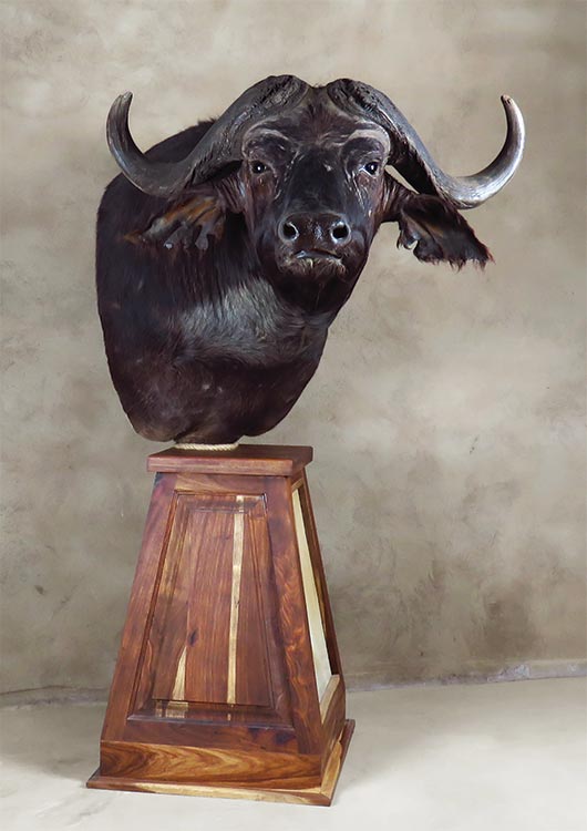 Cape Buffalo