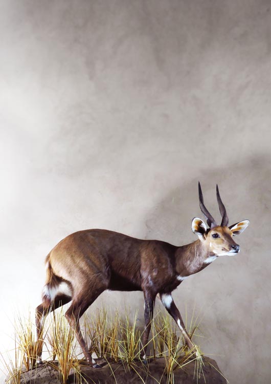 Bushbuck — Full Mount by Nature's Mirror Taxidermy