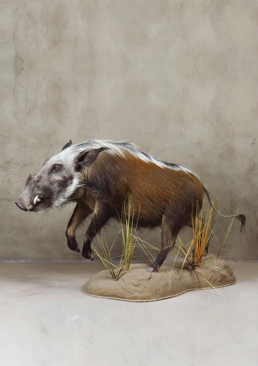 Bushpig — Full Mount by Nature's Mirror Taxidermy