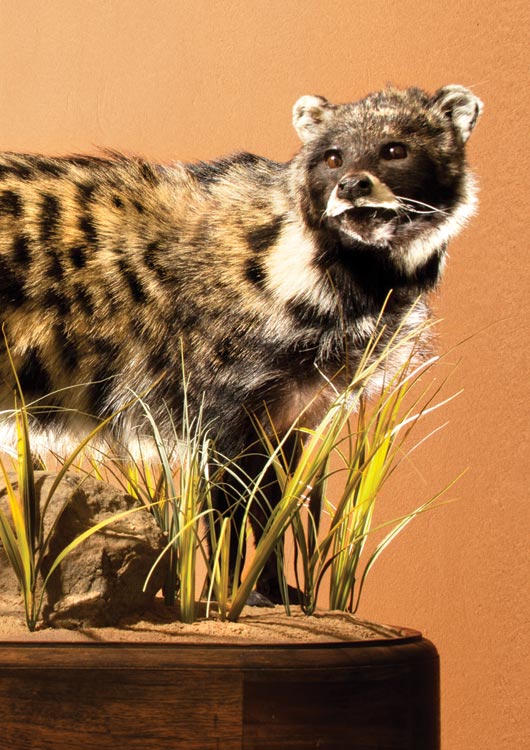 African Civet