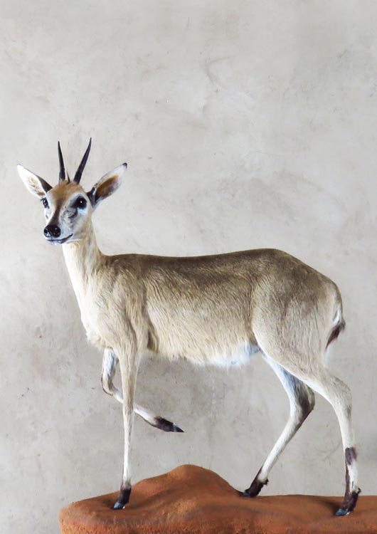 Common Duiker