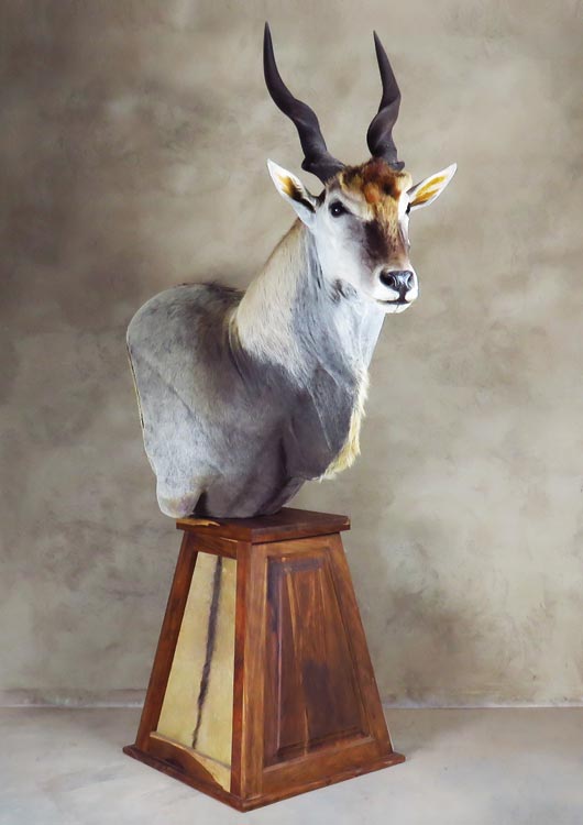 Common Eland