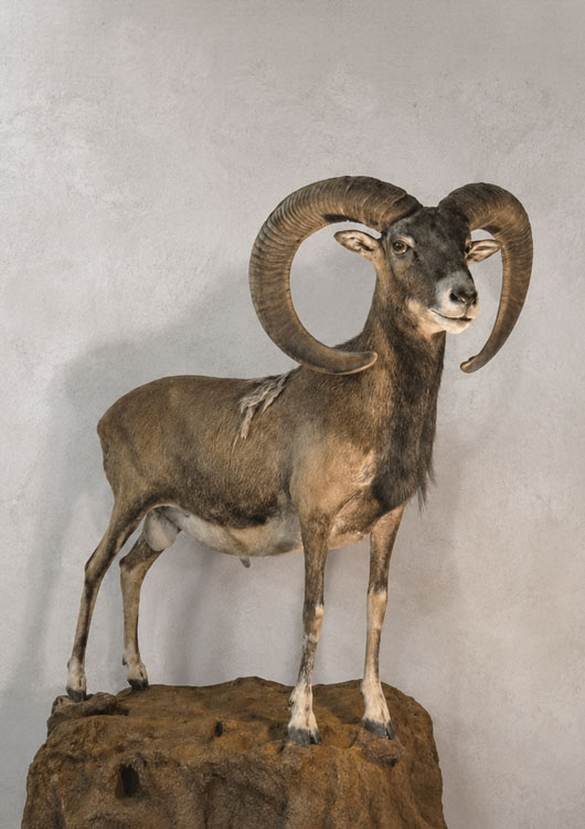European Mouflon — Full Mount by Nature's Mirror Taxidermy