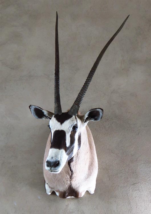 Gemsbuck