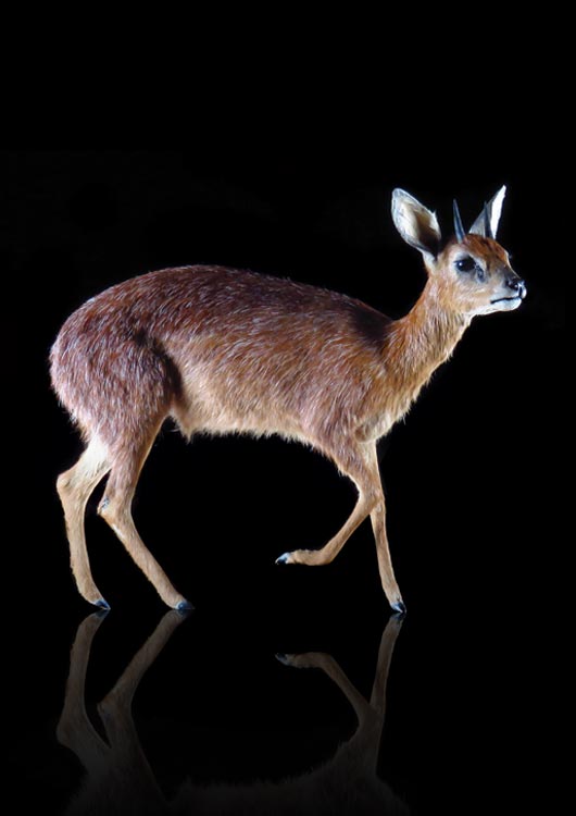 Cape Grysbuck