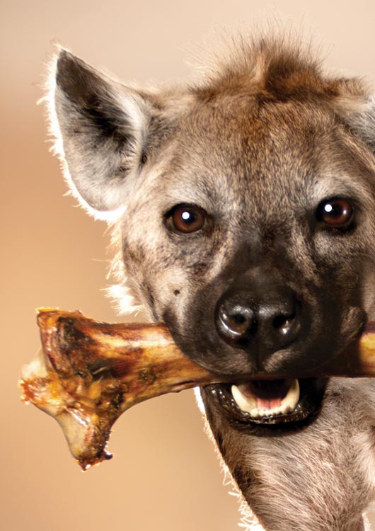 Spotted Hyena