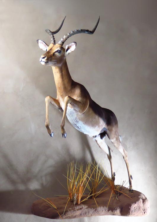 Impala