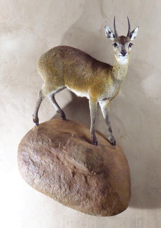Klipspringer