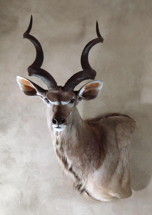 Greater Kudu