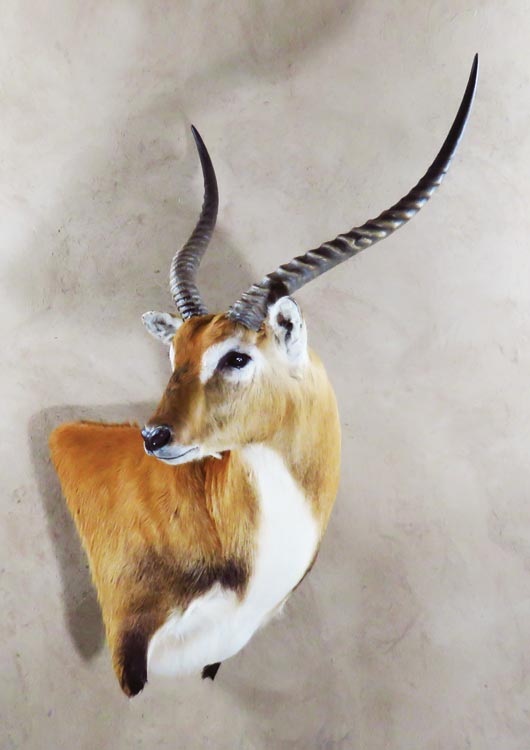 Red Lechwe — Wall Pedestal Mount by Nature's Mirror Taxidermy