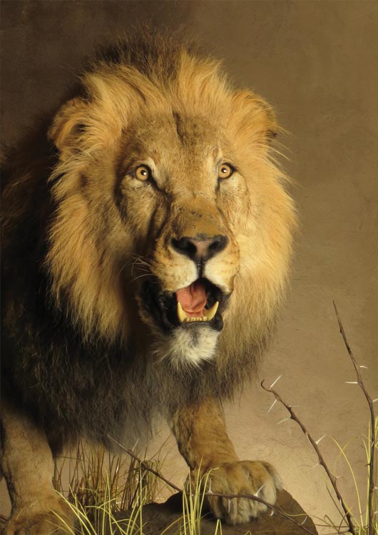 African Lion