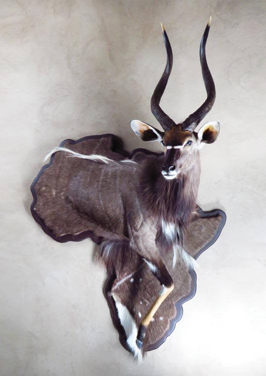 Nyala — 3D Africa Mount by Nature's Mirror Taxidermy