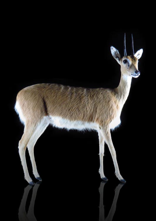 Oribi
