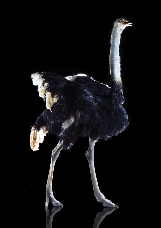 Common Ostrich — Full Mount by Nature's Mirror Taxidermy