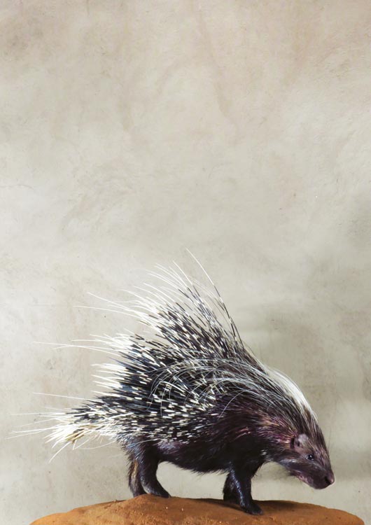 Porcupine