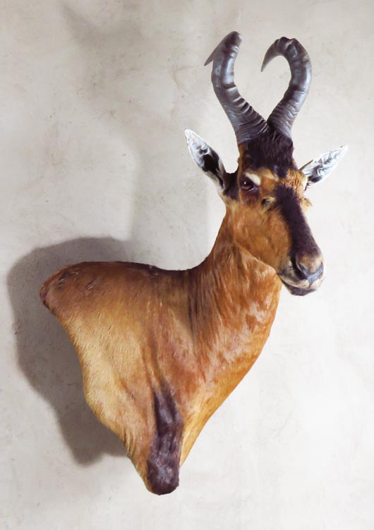 Red Hartebeest