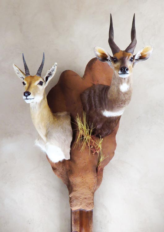 Mountain Reedbuck — Pedestal Mount by Nature's Mirror Taxidermy